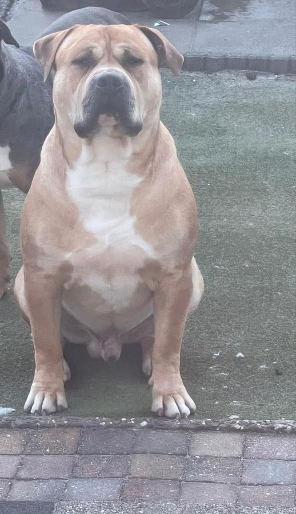 Bully XL Dek Reu met stamboom te koop., Dieren en Toebehoren, Parvo, Reu, Eén hond, 3 tot 5 jaar