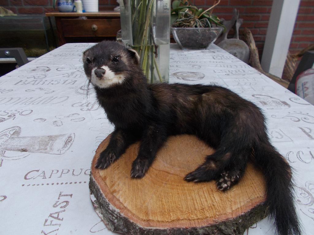 opgezette fret bunzing, Verzamelen, Dierenverzamelingen, Ophalen of Verzenden, Nieuw, Wild dier, Opgezet dier