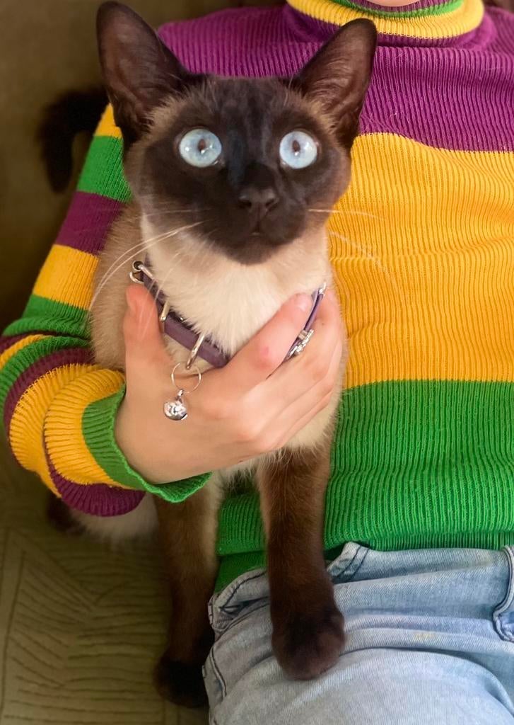 Siamees Dekkater GEZOCHT, Dieren en Toebehoren