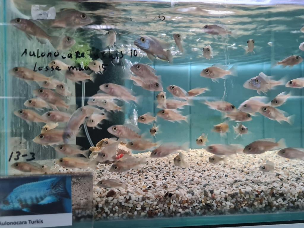 Aulonocara Turkis Malawi Cichliden, Vis, Zoetwatervis