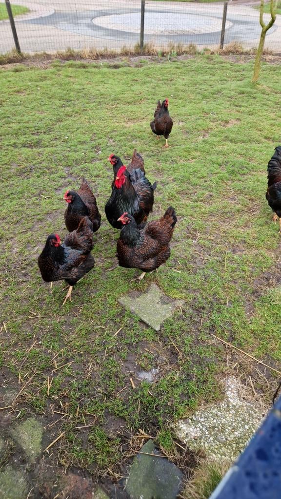 Broedeieren Barnevelder dubbelgezoomd groot, Geslacht onbekend, Kip