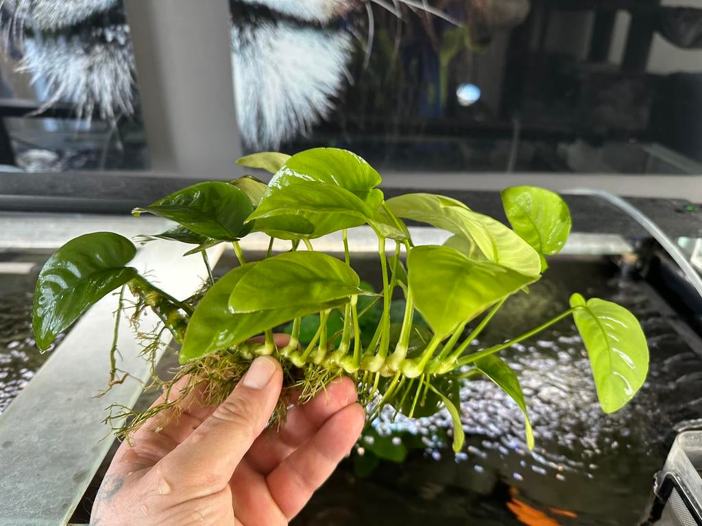ANUBIAS Aquarium planten 2x, Ophalen, Plant(en), Steen of Hout