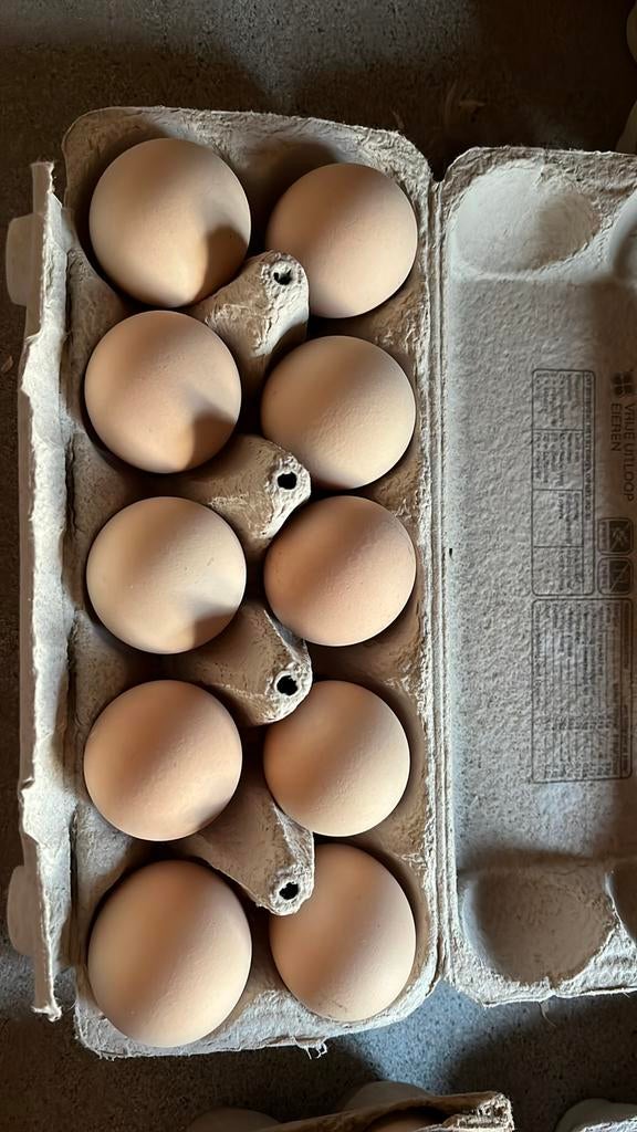 Broedeieren twentse hoen zilverpatrijs, Dieren en Toebehoren, Pluimvee, Geslacht onbekend, Kip