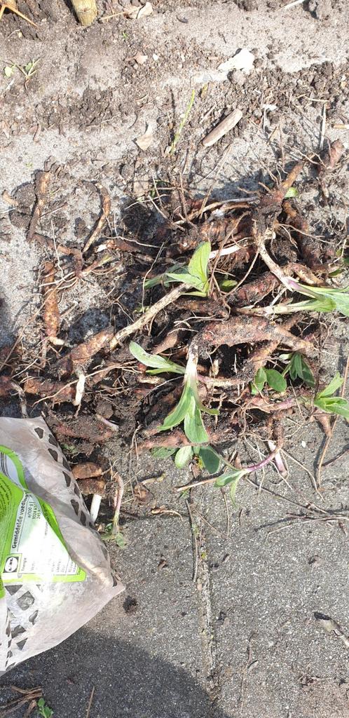 Aardperen gratis, Tuin en Terras, Ophalen, Eenjarig, Overige soorten, Volle zon