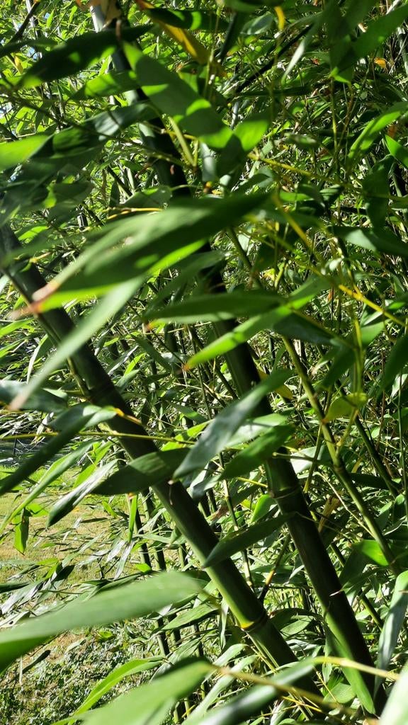 Lange Bamboe stokken voor bv moestuin, Ophalen, Bamboe