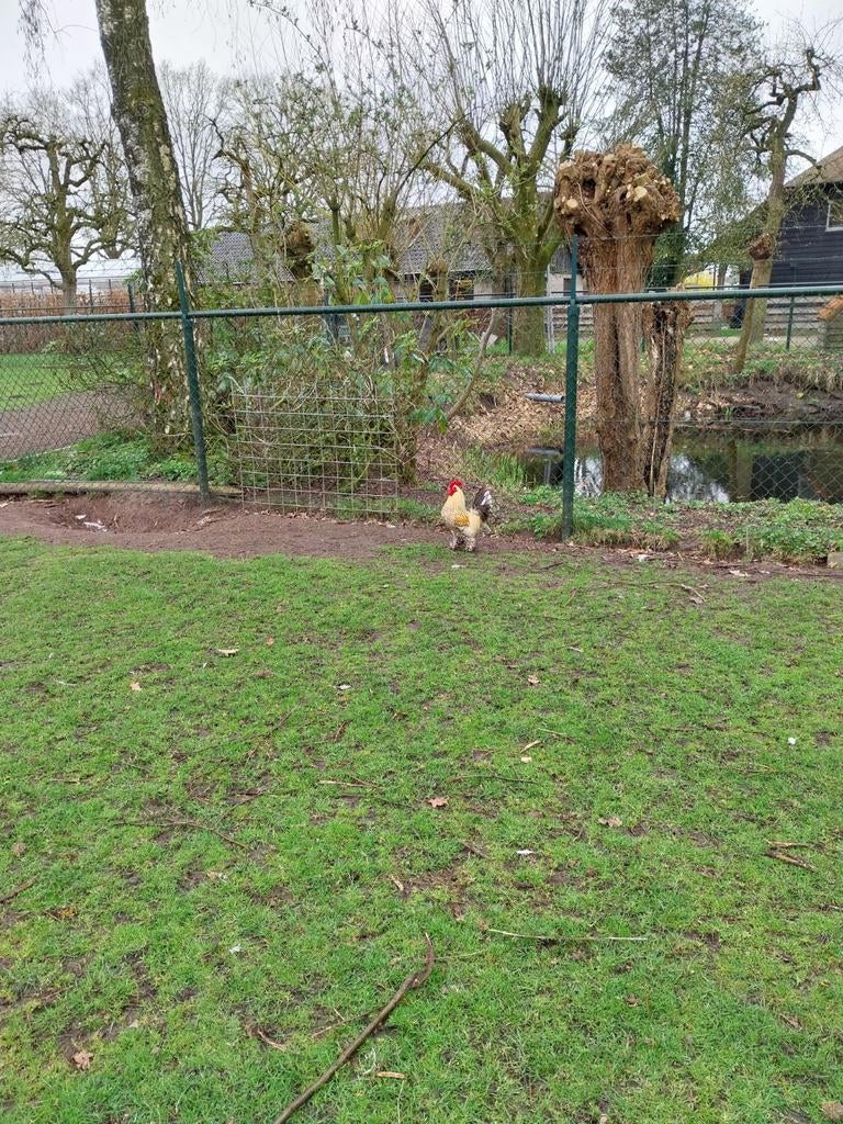 Diverse soorten hanen, Mannelijk, Kip