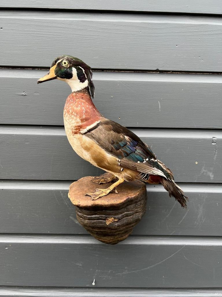 Prachtige Eend, Ophalen of Verzenden, Zo goed als nieuw, Vogel, Opgezet dier