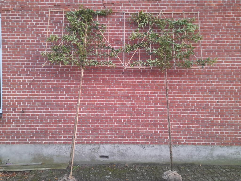 Portugese laurier leiboom, Ophalen of Verzenden, Bloeit niet, Halfschaduw, 100 tot 250 cm