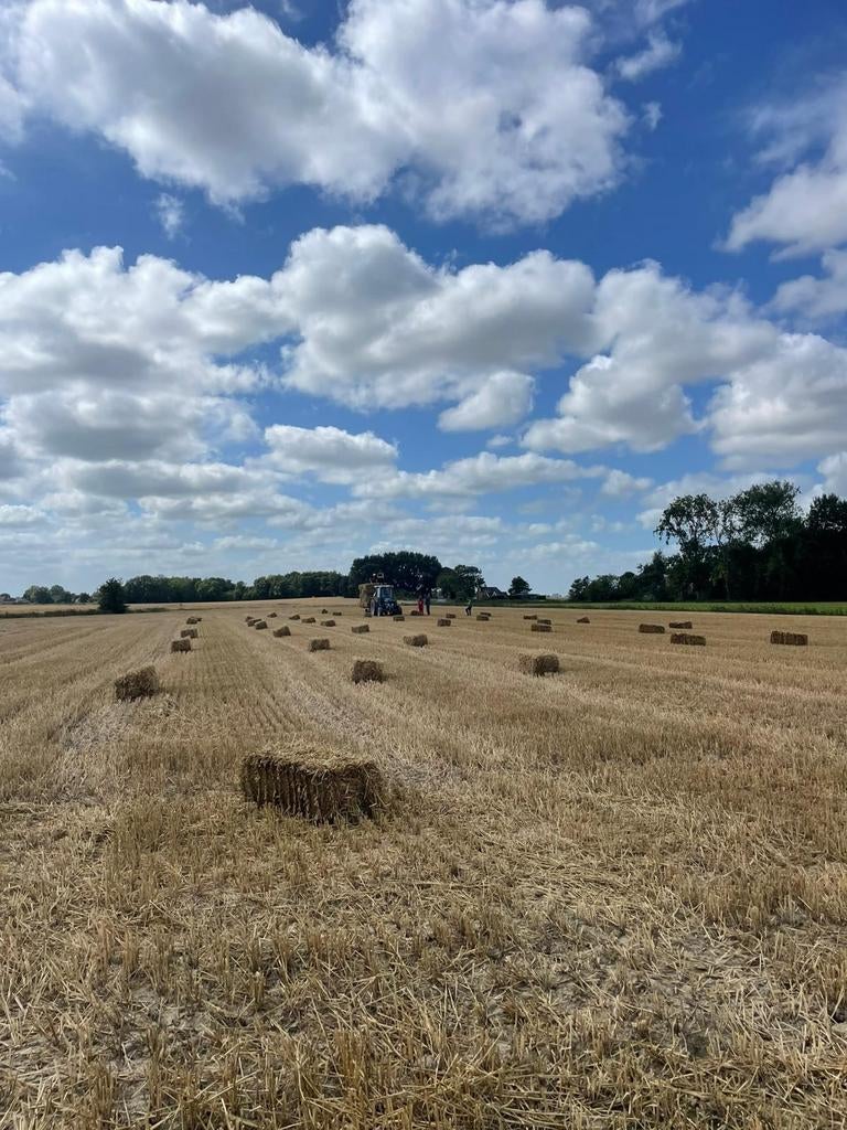 Tarwestro  kleine  pakjes