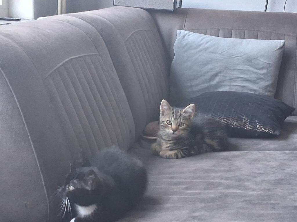 7 schattige kittens. Geboren op 14 en 8maart, Meerdere dieren, 0 tot 2 jaar