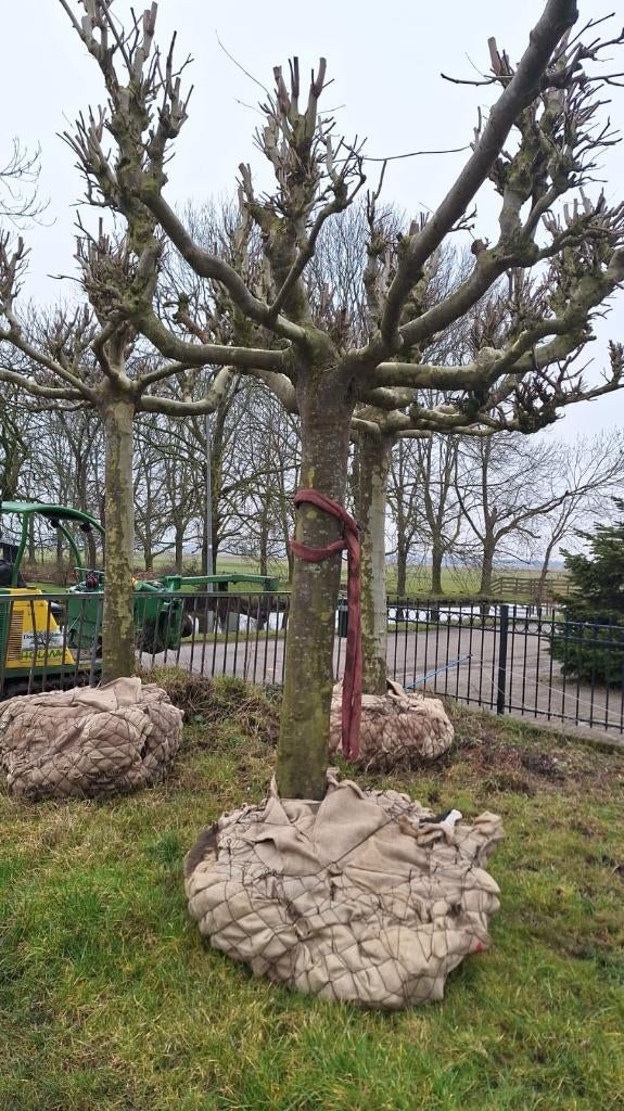 Set van 3 mooie volwassen dakplatanen, sierbomen, laanbomen, Ophalen, Bloeit niet, Halfschaduw, 100 tot 250 cm