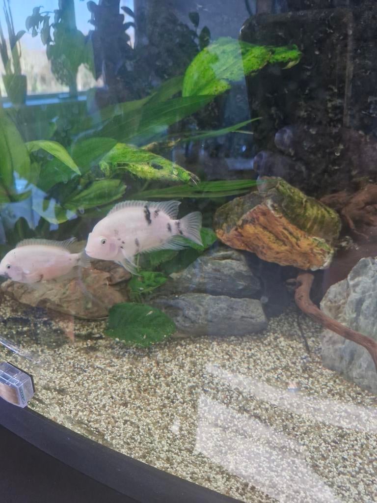 Gevlekte zeebracichliden te koop, Ophalen of Verzenden