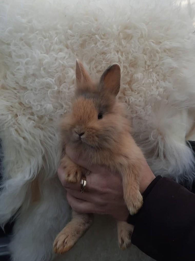 Prachtige dwergkonijntjes, hangoortjes en vosjes, Dieren en Toebehoren, Konijnen, Meerdere dieren, Dwerg, Hangoor