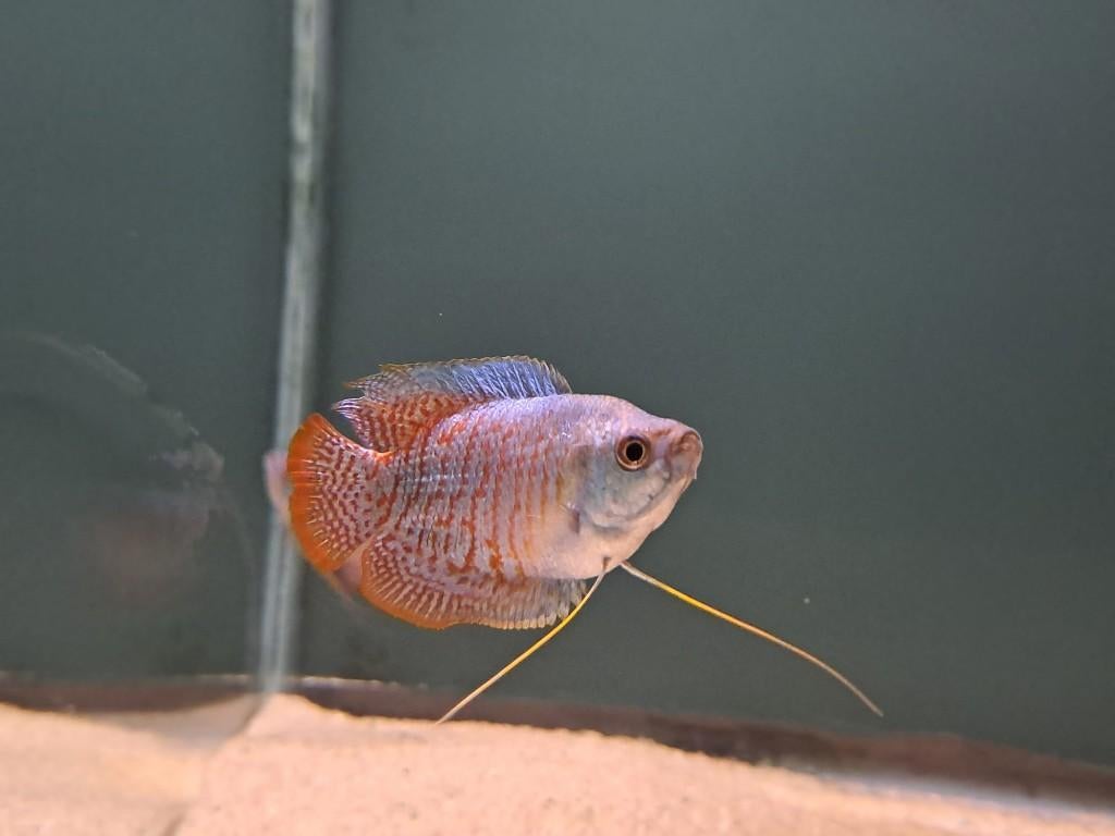 Dwerggourami neon (Trichogaster lalius), Dieren en Toebehoren, Vissen | Aquariumvissen, Zoetwatervis, Vis