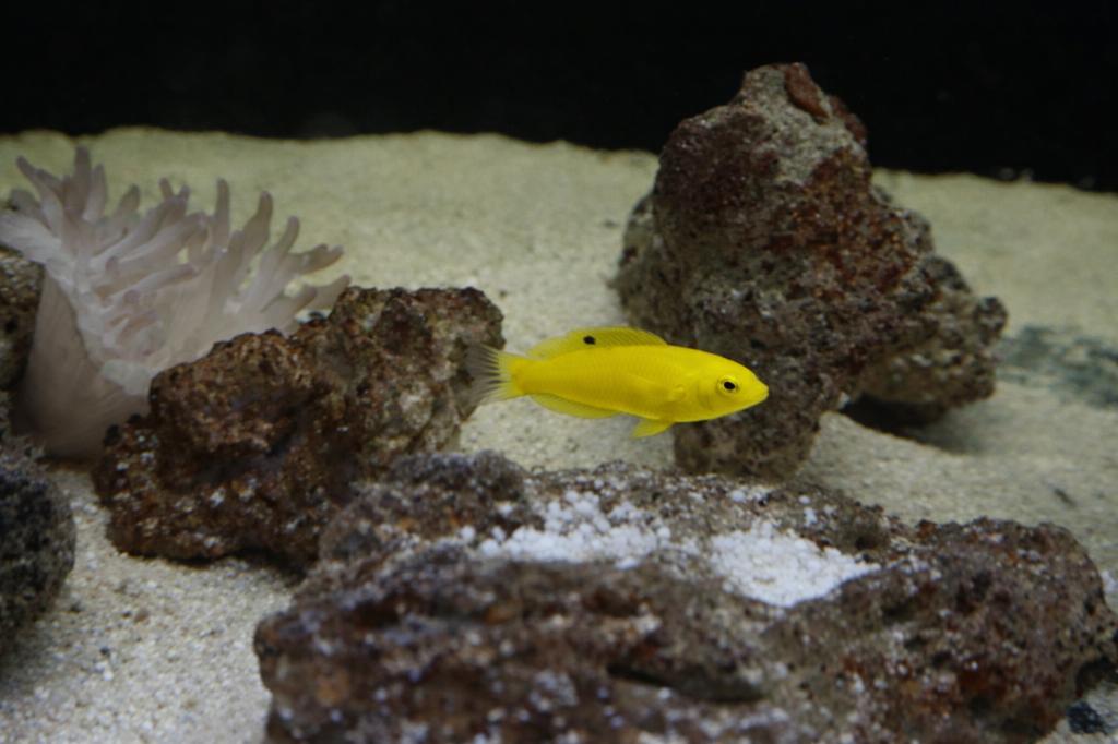 Gele lipvis (Halichoeres chrysus), Vis, Zoutwatervis