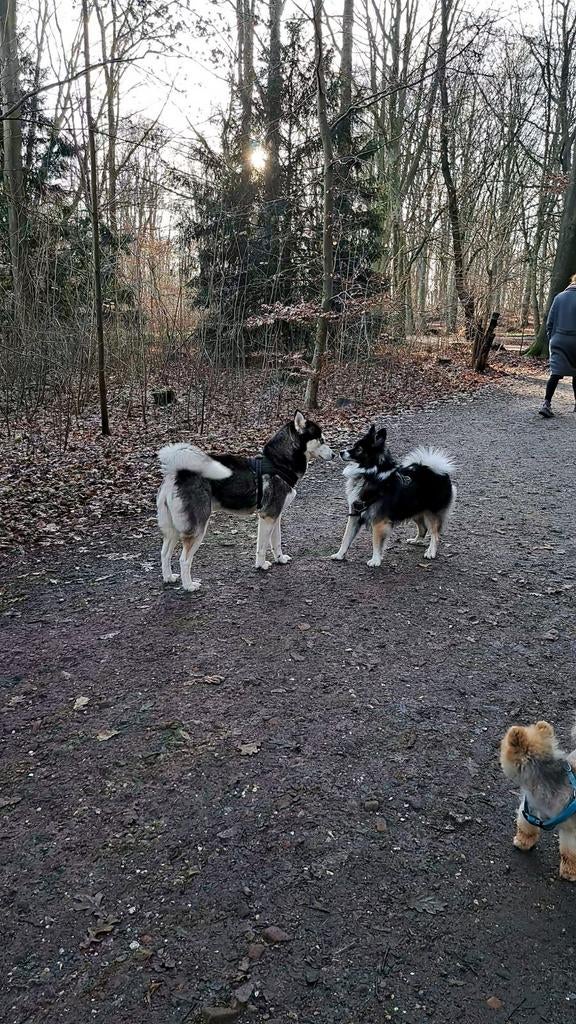 Honden Uitlaat Service Amsterdam Amstelland, Dieren en Toebehoren, Overige Dieren, Mannelijk, Juli