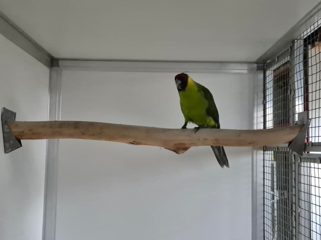 1 - 0 Hoorn parkiet 25, Dieren en Toebehoren, Mannelijk, Parkiet, Geringd