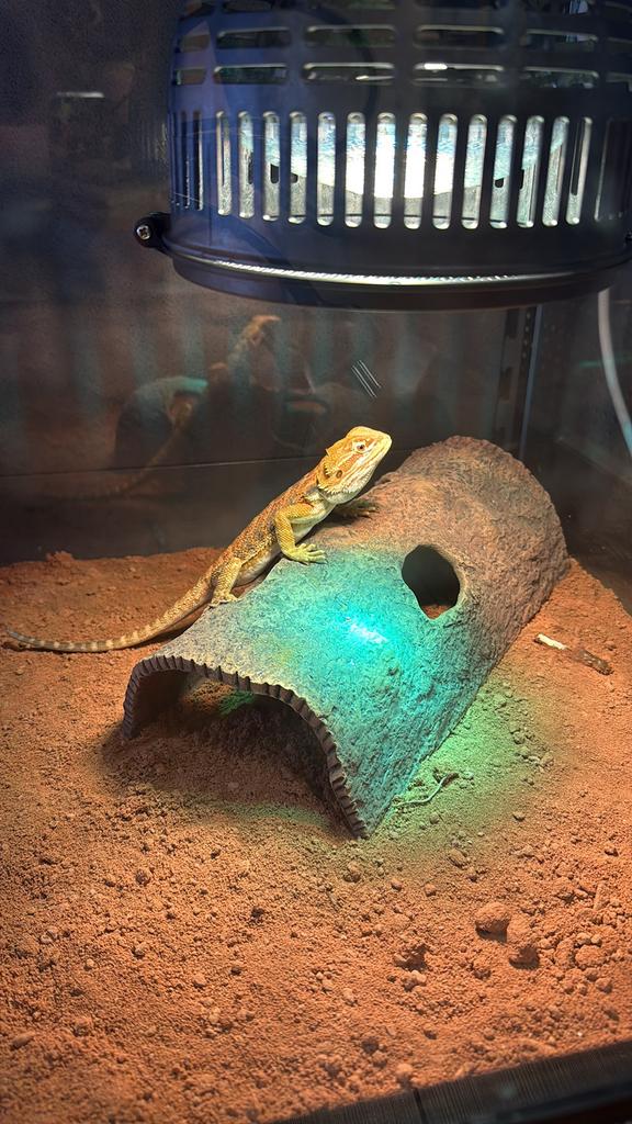 Baardagaam Bearded Dragon - unknown for sale from Aquariumspeciaalzaak Schreijer