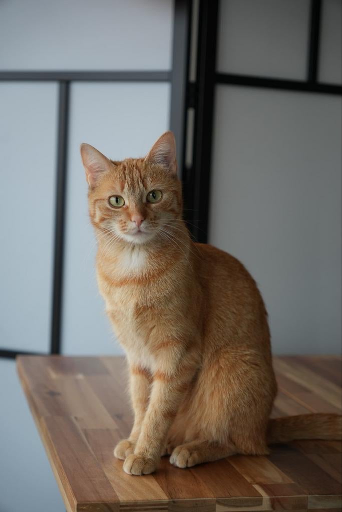 Catsitting for 6 weeks, Ophalen