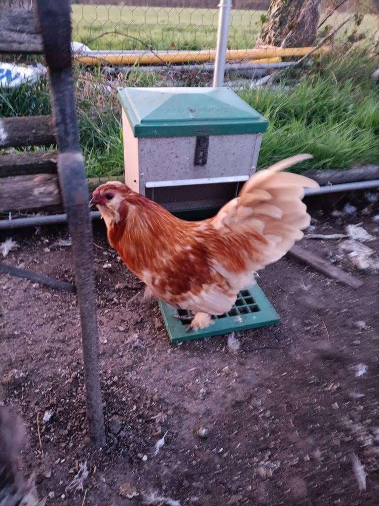 Gratis haan, Dieren en Toebehoren, Pluimvee, Mannelijk, Kip