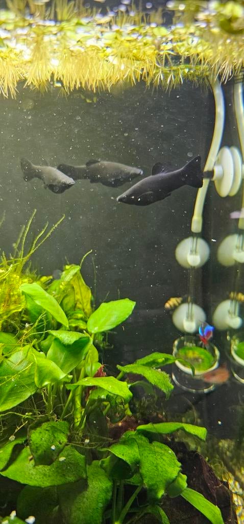 Black Molly's aquarium vissen, Vis, Zoetwatervis, Schoolvis