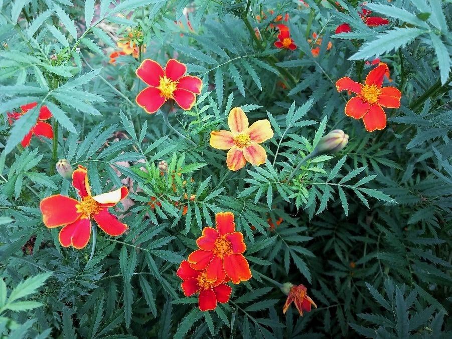 Uit eigen tuin zaden Afrikaantje, wild, Verzenden, Voorjaar, Volle zon, Zaad