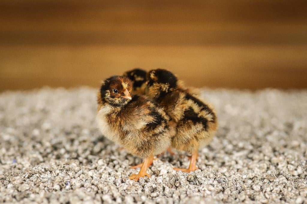 Barnevelder groot kippenkuikens | Gesekst en Ingeënt, Vrouwelijk, Kip
