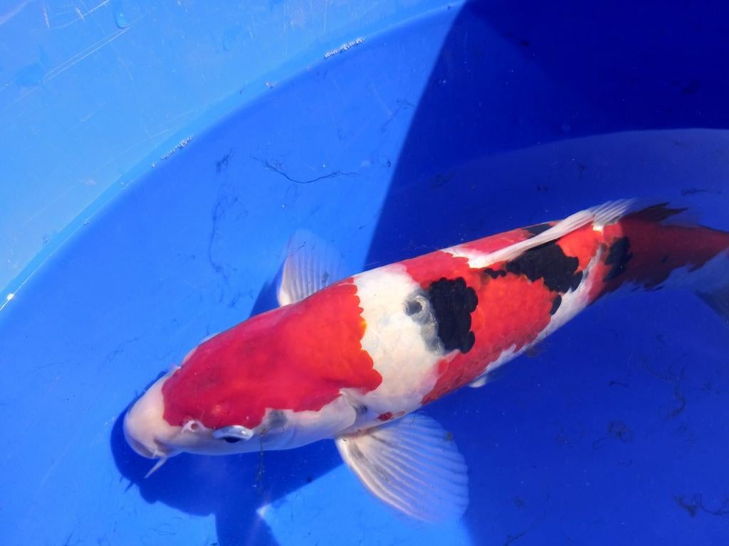 Japanse koi Sanke van Kweker Sakazume zo'n 30 cm, Karper of Koi