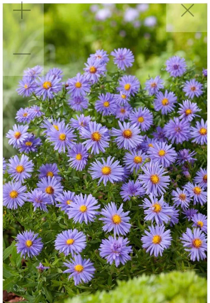 Herfst chrysanten, Ophalen of Verzenden