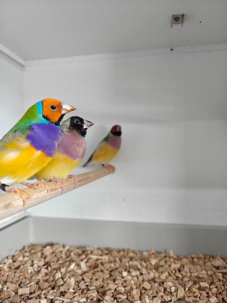 Verschillende Tropen vogels, Meerdere dieren