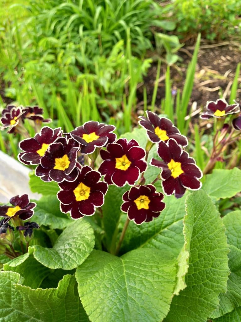 primula mister black laced, Ophalen, Eenjarig, Overige soorten, Volle zon