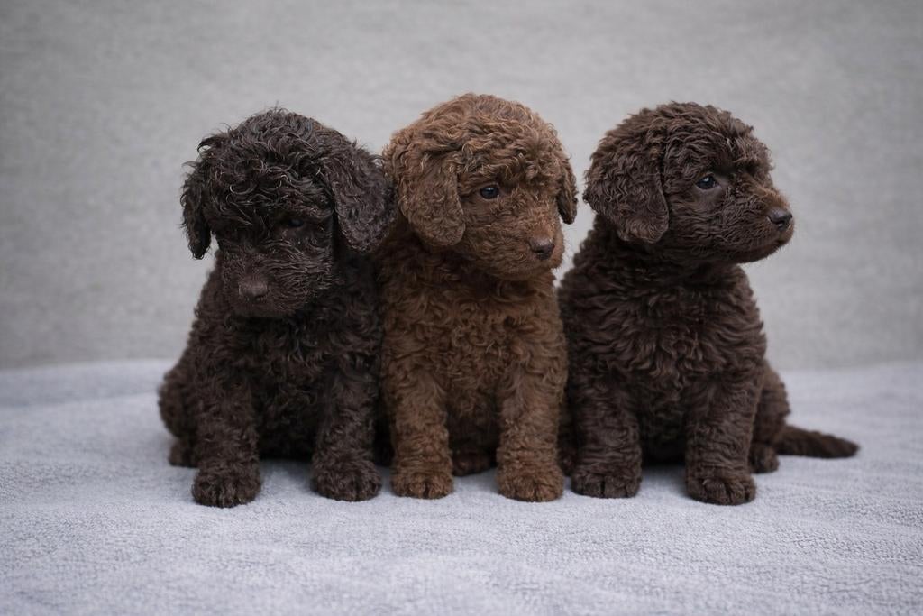 Schattige choco Maltipoo reutjes – klaar voor nieuw thuis, HCC (leverziekte), Overige rassen, 8 tot 15 weken, Meerdere