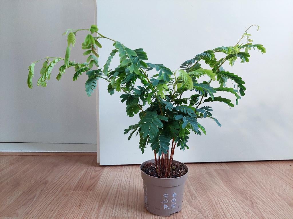 Tamarindus Indica - Tamarinde plant H: 45 cm., Ophalen, Overige soorten, Halfschaduw, Minder dan 100 cm