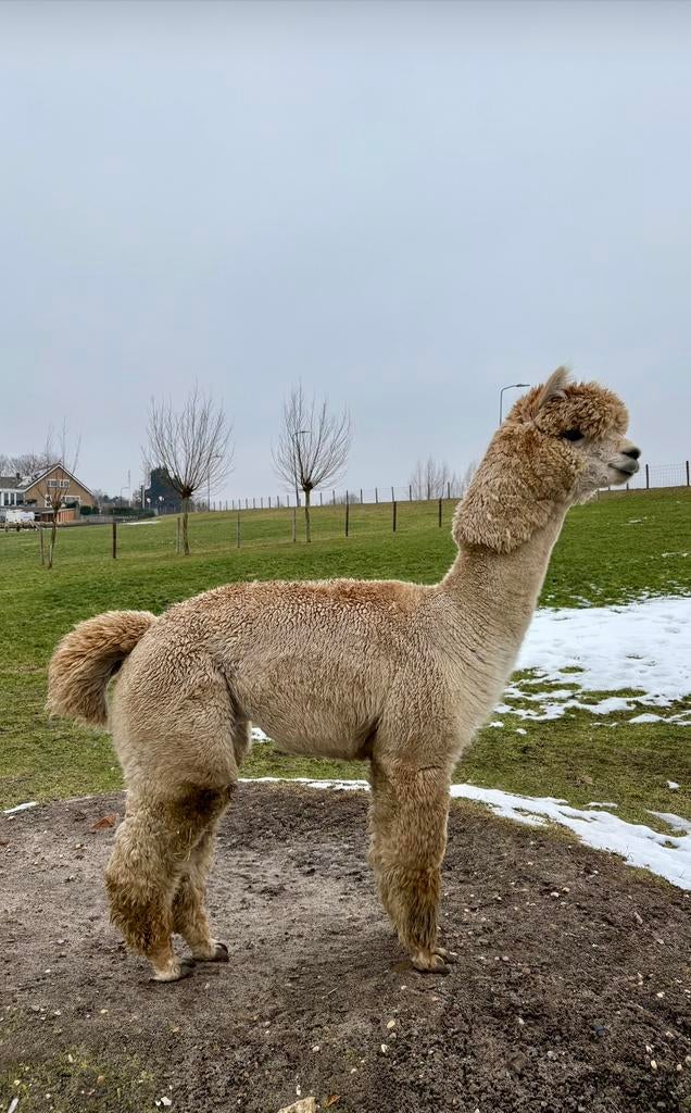 Ter dekking, alpaca hengst., Juni