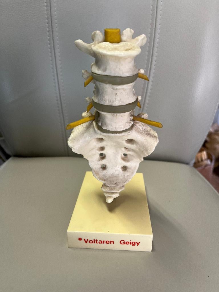 Vijf Medische Anatomische Beweegbare Modellen van de Mens, Ophalen, Natuur en Biologie