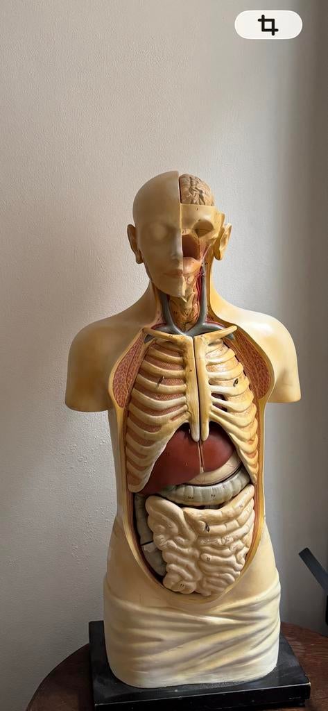Prachtig Oud Anatomisch Model Torso, Ophalen of Verzenden