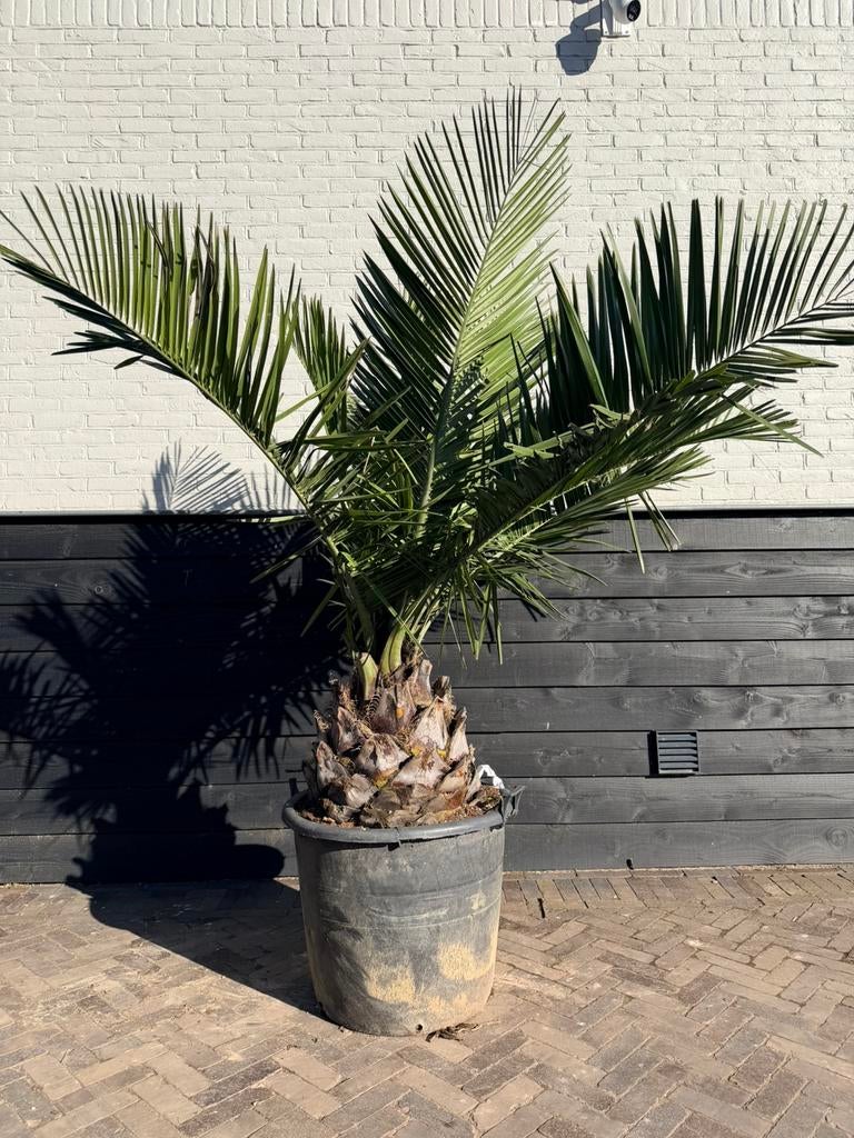 Jubaea chilensis palmboom stamhoogte 40/50 cm, Volle zon, 100 tot 250 cm, Zomer, Overige soorten