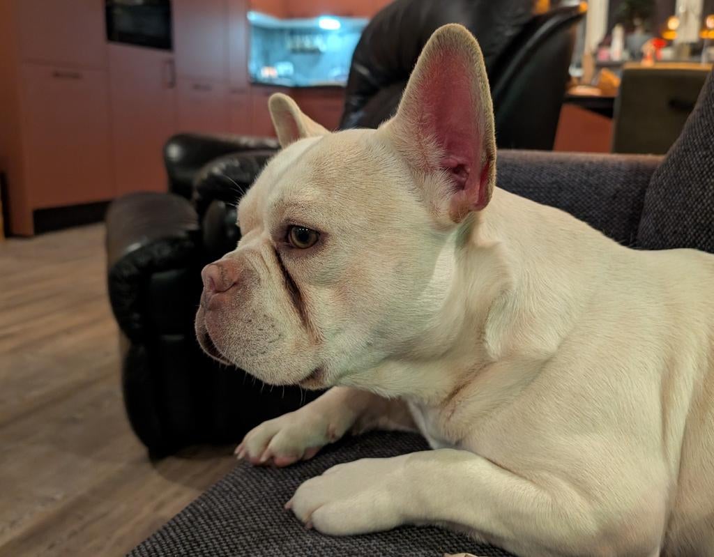 franse bulldog dekreu, te huur voor een uur,   of te koop, Parvo, Reu, 1 tot 2 jaar, Eén hond