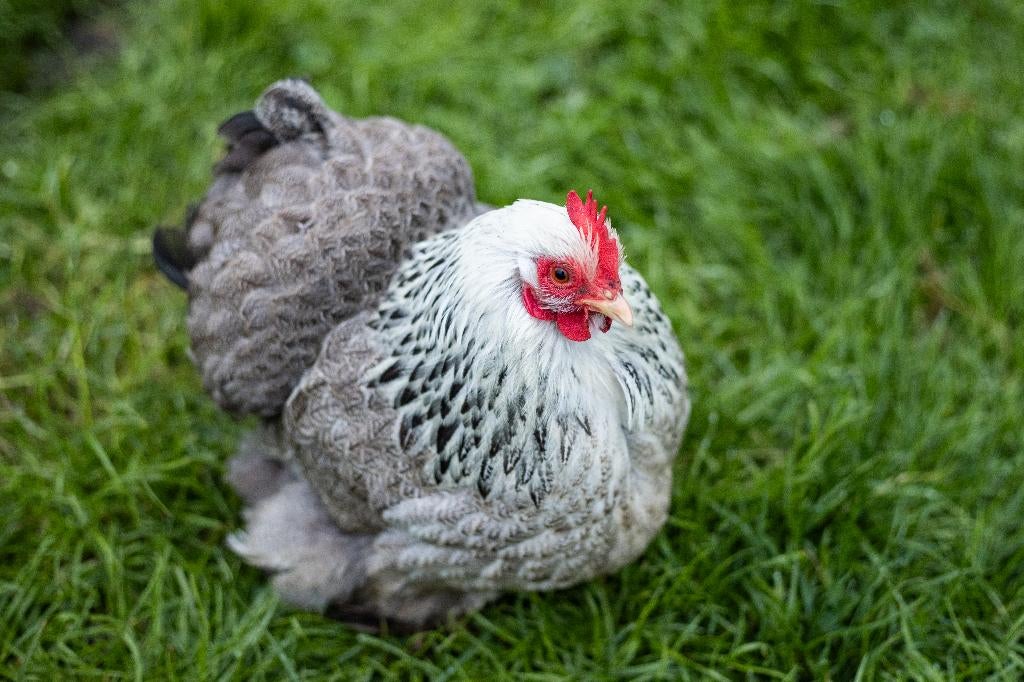 Kindvriendelijke kippen | Rustige kip | Cochin krielen, Vrouwelijk, Kip