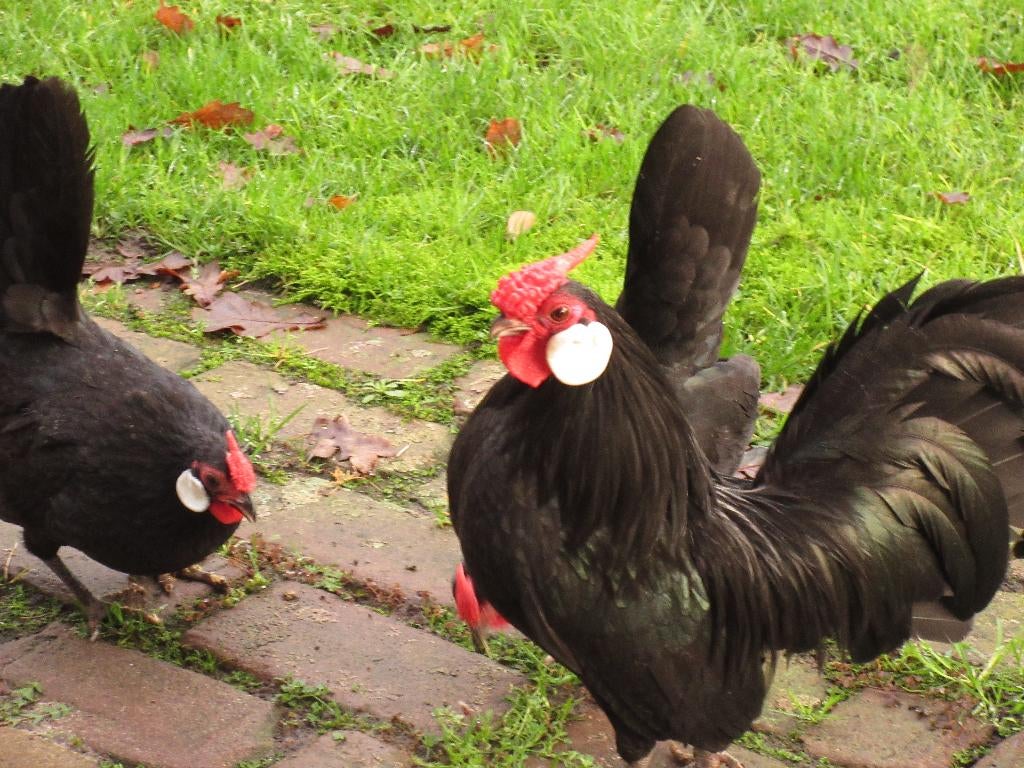 broedeieren, Dieren en Toebehoren, Pluimvee, Geslacht onbekend, Kip