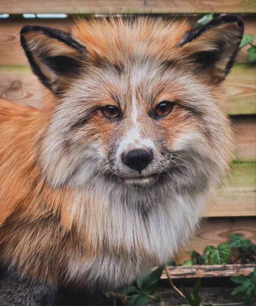 Softmount taxidermie vos, Ophalen of Verzenden