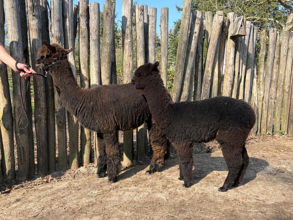Alpaca merrie met merrie veulen aan de voet, Mei, Vrouwelijk