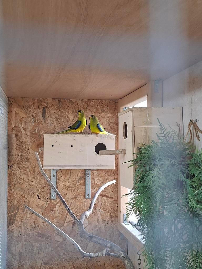 Elegant parkieten, Meerdere dieren, Parkiet