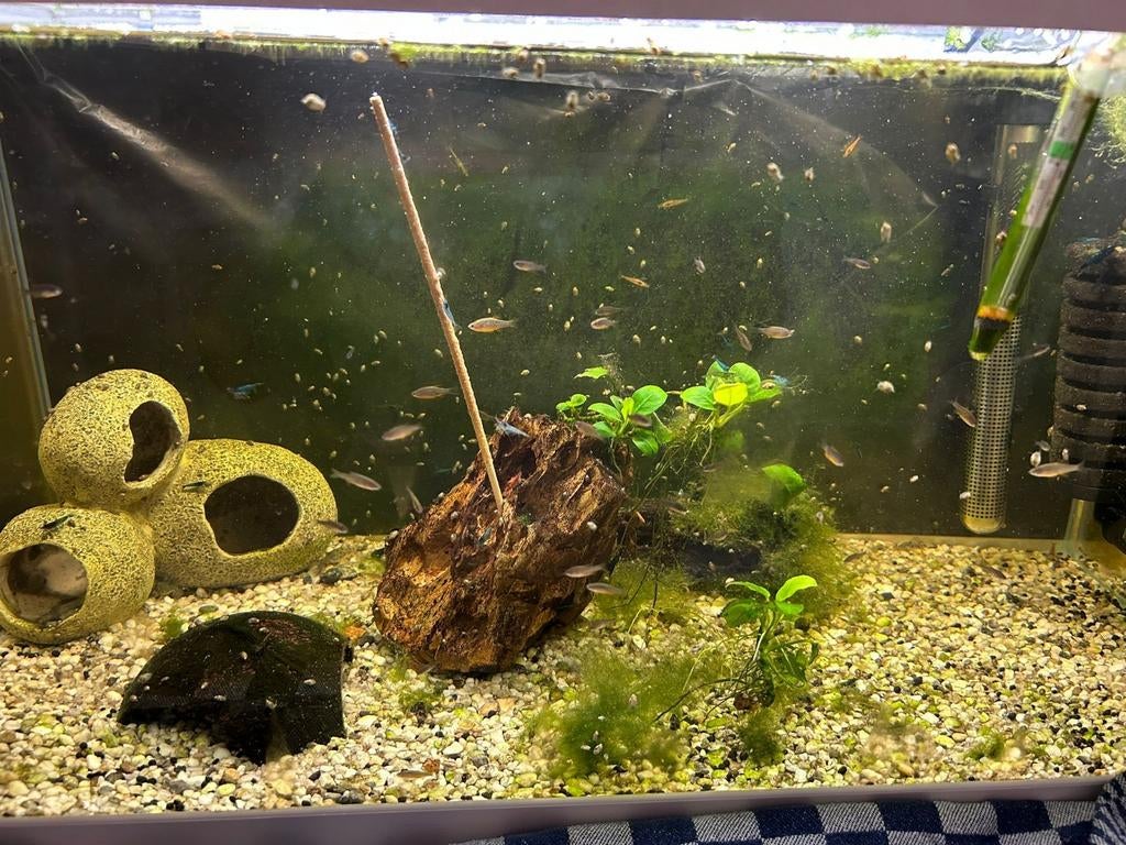 Galaxy Rasbora (Danio margaritatus), Vis, Zoetwatervis, Schoolvis