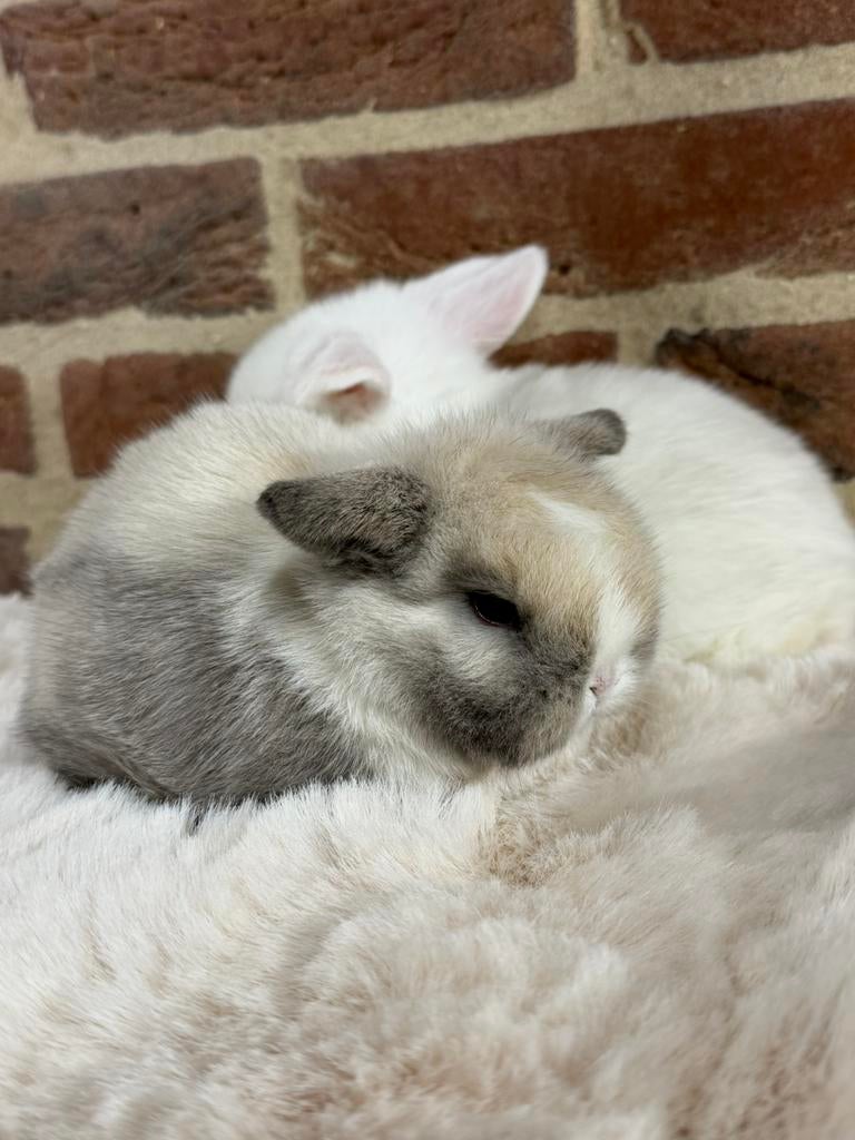 Prachtige minilop konijntjes! Evt met stamboom (fokkers), Dieren en Toebehoren, Konijnen, Meerdere dieren, Dwerg, Hangoor, 0 tot 2 jaar