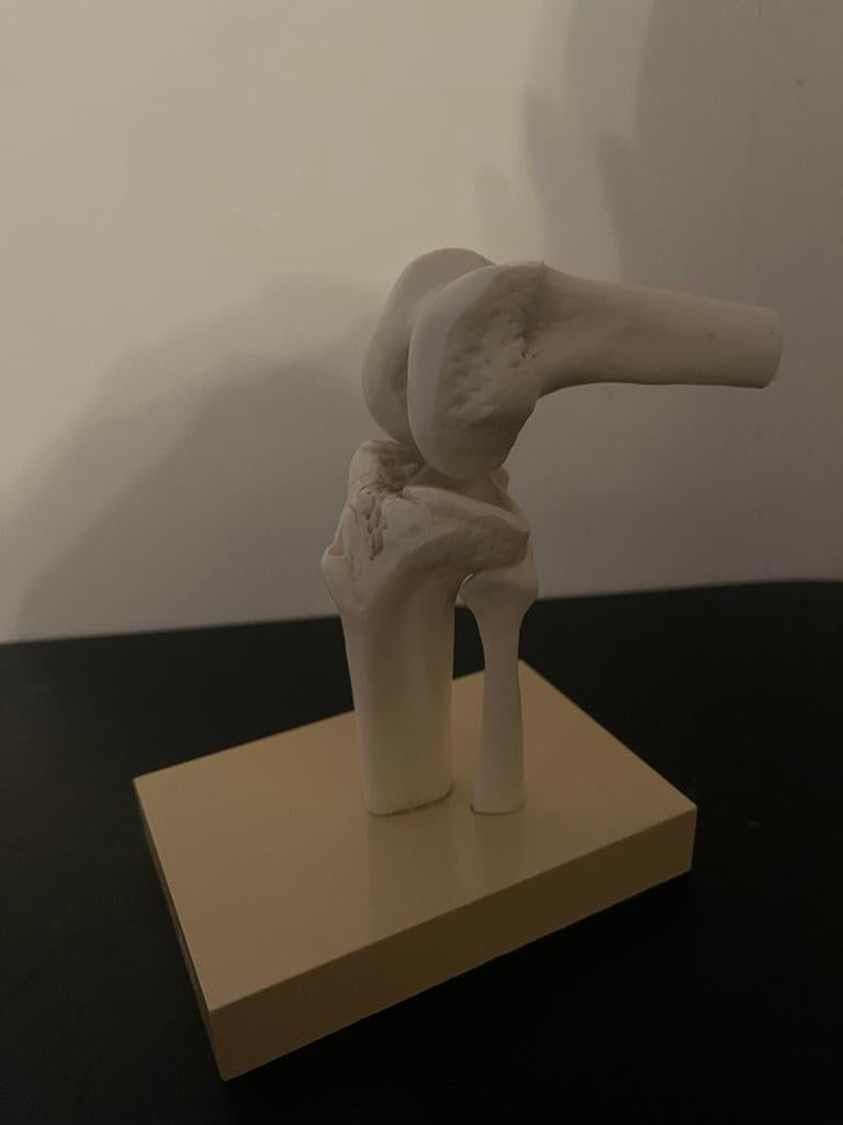 Anatomische modellen: knie, elleboog, wervelkolom, Gebruikt, Anatomweg, Info@anatomie.com, Ophalen of Verzenden