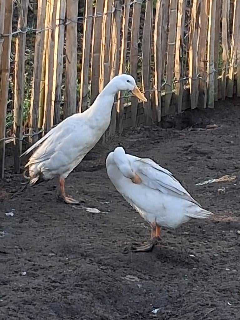Koppeltje Indische witte loopeenden, Dieren en Toebehoren, Meerdere dieren, Eend