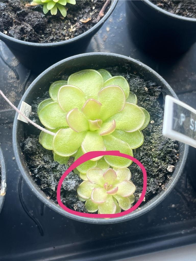 Plantjes van verschillende Pinguicula vlees etende plant, Huis en Inrichting, Kamerplanten, Ophalen of Verzenden, Halfschaduw