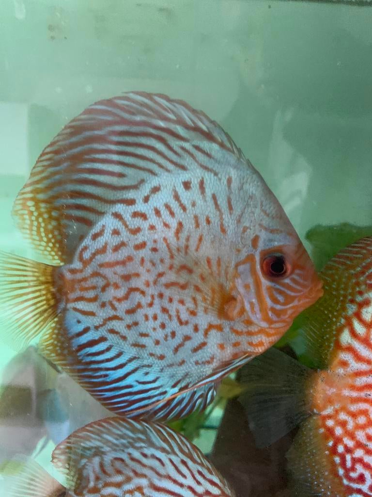 Discus vissen, Dieren en Toebehoren, Vis