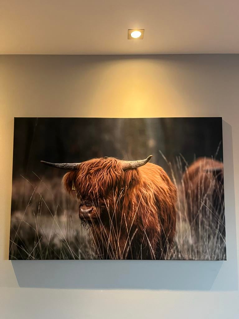 Canvas schilderij Schotse Hooglander 120x80 cm, Ophalen, 100 tot 125 cm, 75 cm of meer, Print